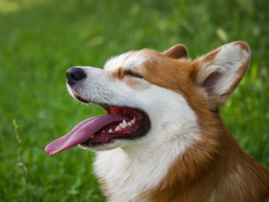 after: same photo with filter effect applied to darken the corgi subject