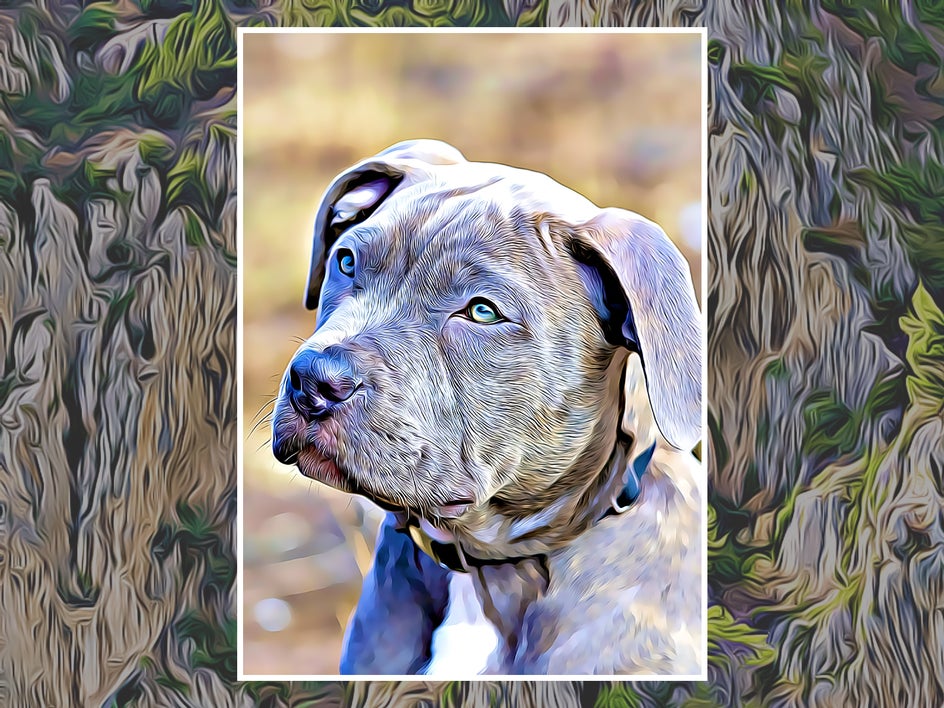 after: same dog photo with cartoonizer dlx applied for detailed cartoon effect