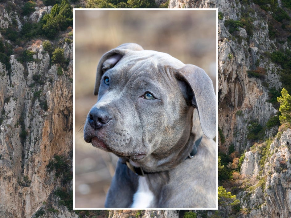 before: dog portrait with rocky cliffside background