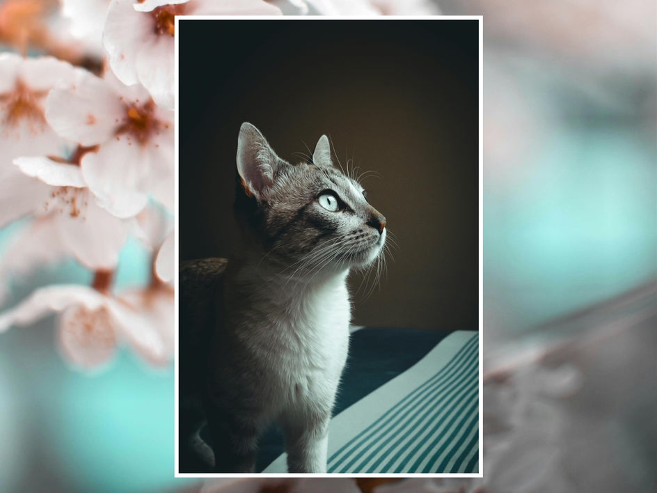 before: portrait of kitten with floral background