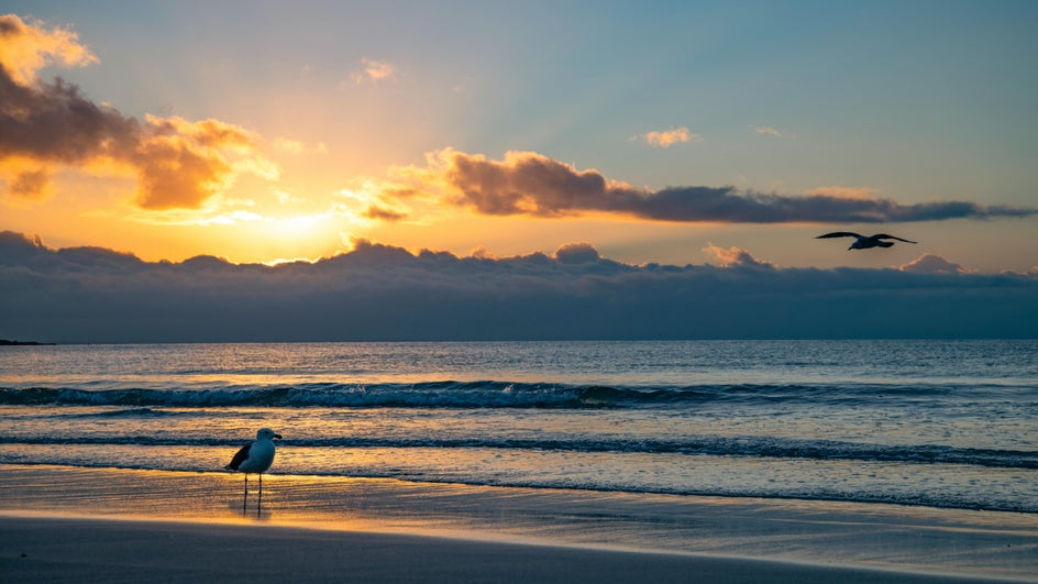 Before: A ocean photo with a seagull flying directly across the frame, partially blocking the view.